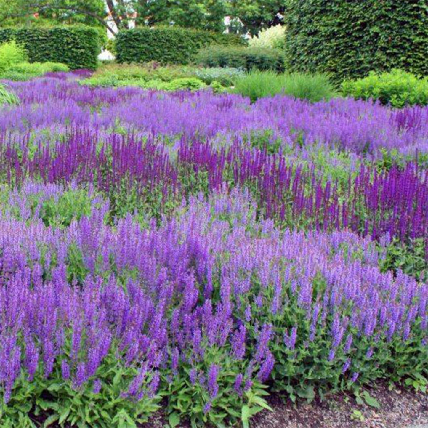 G261 Salvia Nemorosa 'caradonna' - View 14 from www redcrocus com