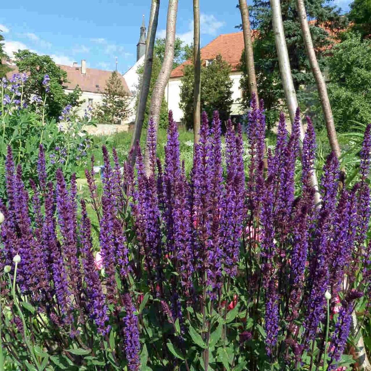 G261 Salvia Nemorosa 'caradonna' - View 15 from www redcrocus com