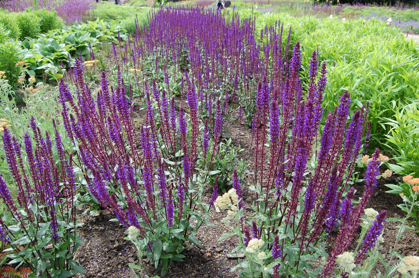 G261 Salvia Nemorosa 'caradonna' - View 17 from www redcrocus com