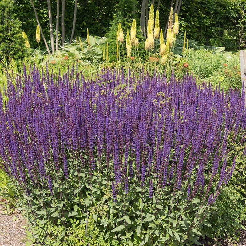 G261 Salvia Nemorosa 'caradonna' - View 18 from www redcrocus com