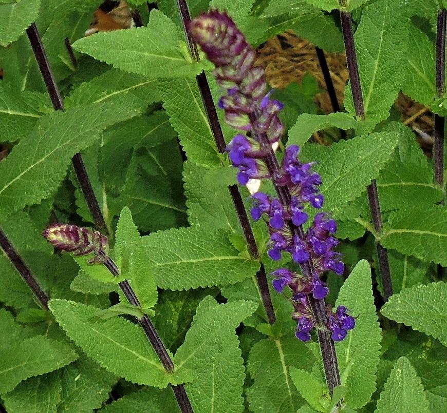 G261 Salvia Nemorosa 'caradonna' - View 19 from www redcrocus com