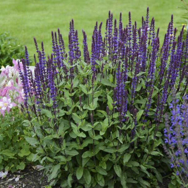 G261 Salvia Nemorosa 'caradonna' - View 1 from www redcrocus com