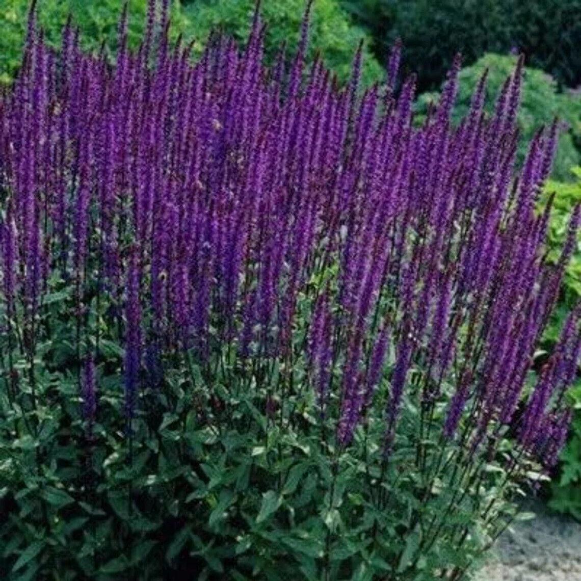 G261 Salvia Nemorosa 'caradonna' - View 20 from www redcrocus com