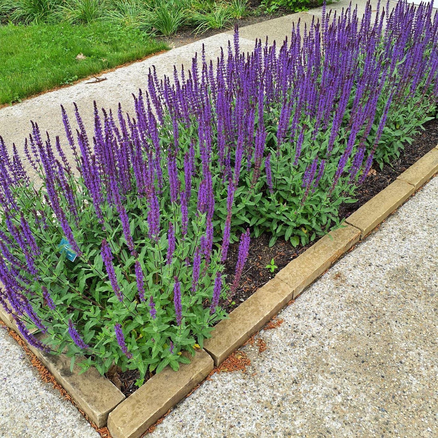 G261 Salvia Nemorosa 'caradonna' - View 22 from www redcrocus com