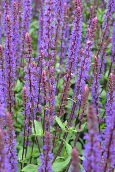 G261 Salvia Nemorosa 'caradonna' - View 23 from www redcrocus com