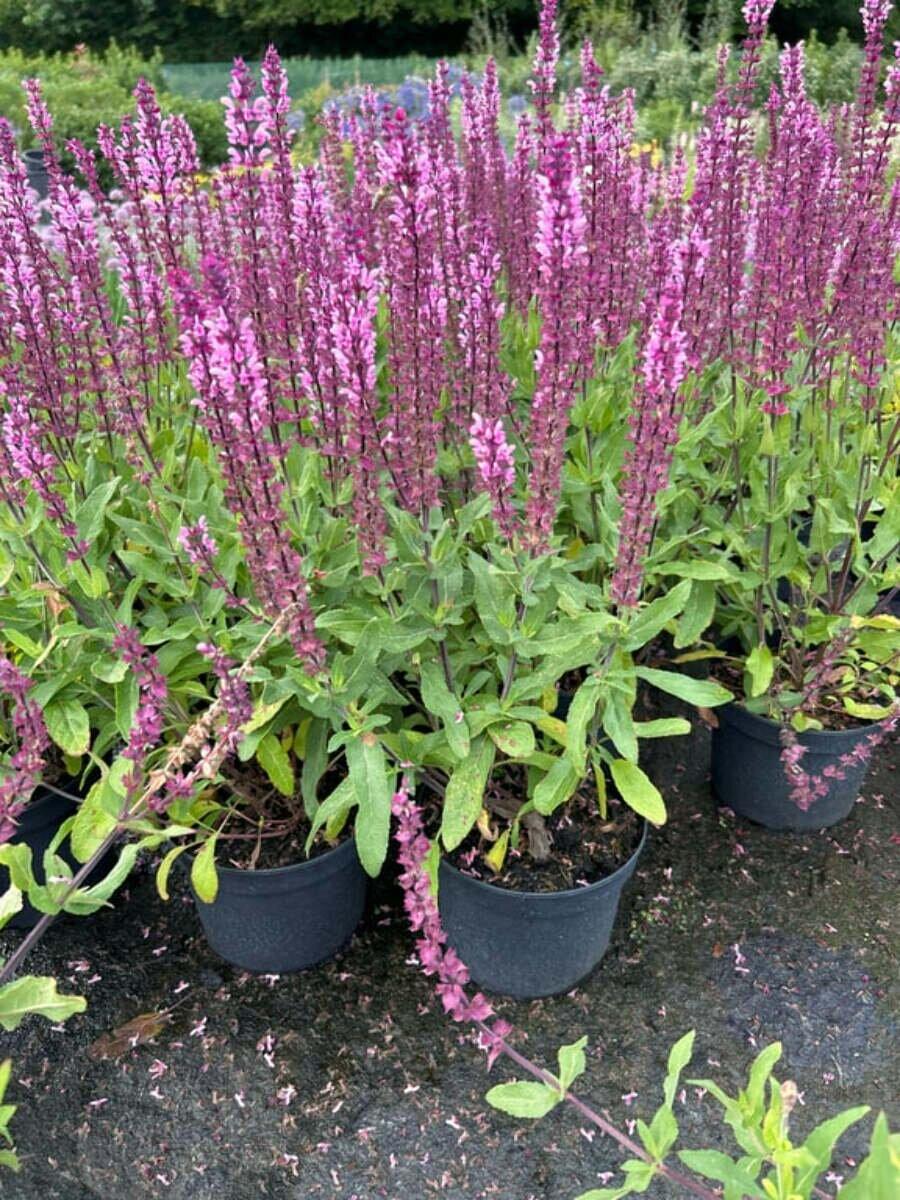 G261 Salvia Nemorosa 'caradonna' - View 25 from www redcrocus com