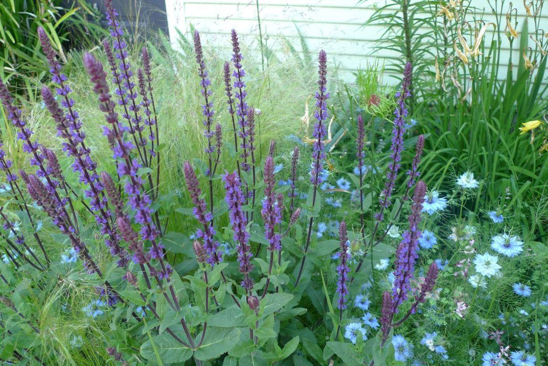 G261 Salvia Nemorosa 'caradonna' - View 28 from www redcrocus com