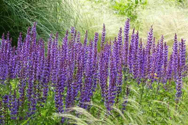 G261 Salvia Nemorosa 'caradonna' - View 2 from www redcrocus com