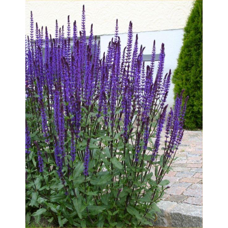 G261 Salvia Nemorosa 'caradonna' - View 30 from www redcrocus com