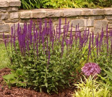 G261 Salvia Nemorosa 'caradonna' - View 31 from www redcrocus com