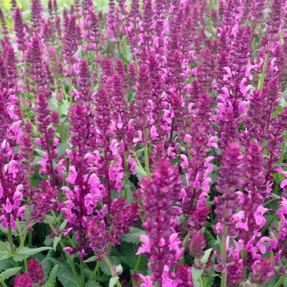G261 Salvia Nemorosa 'caradonna' - View 32 from www redcrocus com