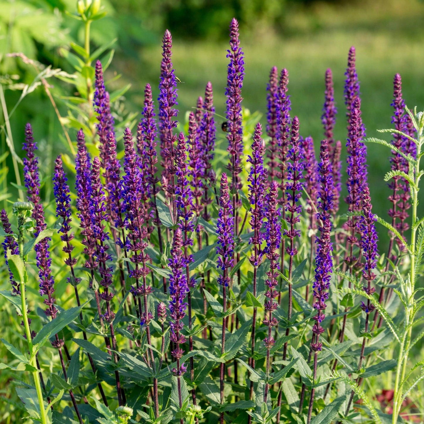 G261 Salvia Nemorosa 'caradonna' - View 33 from www redcrocus com