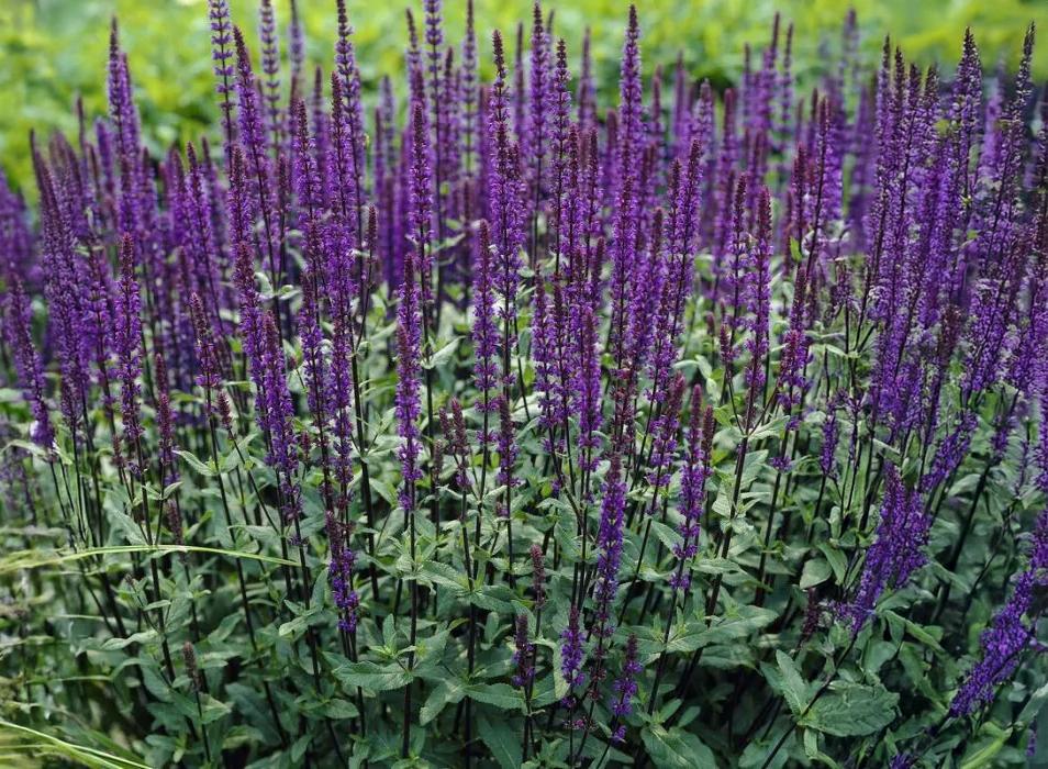 G261 Salvia Nemorosa 'caradonna' - View 34 from www redcrocus com