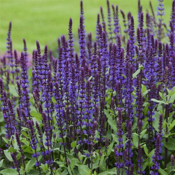 G261 Salvia Nemorosa 'caradonna' - View 3 from www redcrocus com