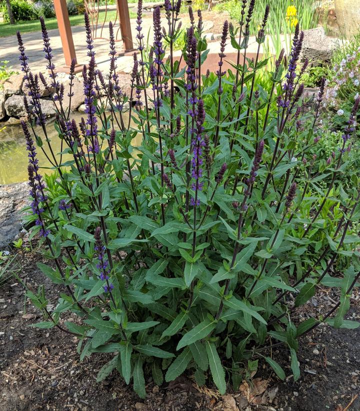 G261 Salvia Nemorosa 'caradonna' - View 4 from www redcrocus com