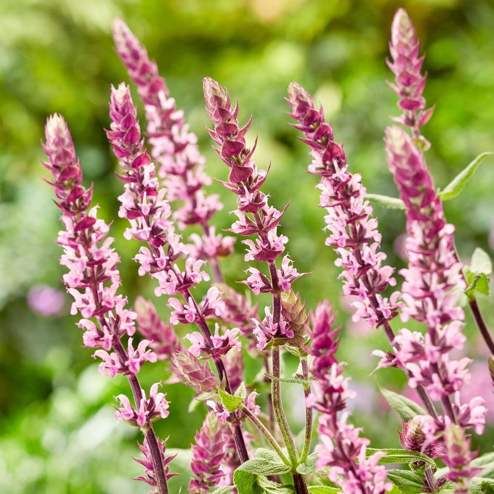 G261 Salvia Nemorosa 'caradonna' - View 9 from www redcrocus com
