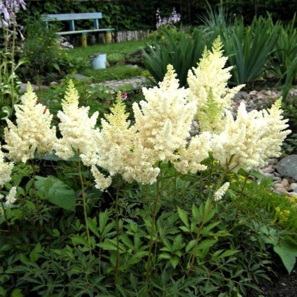 G332 Astilbe Chinensis 'visions In White' - View 7 from www redcrocus com
