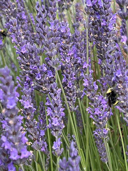 G394 Lavandula X Intermedia 'phenomenal' - View 14 from www redcrocus com
