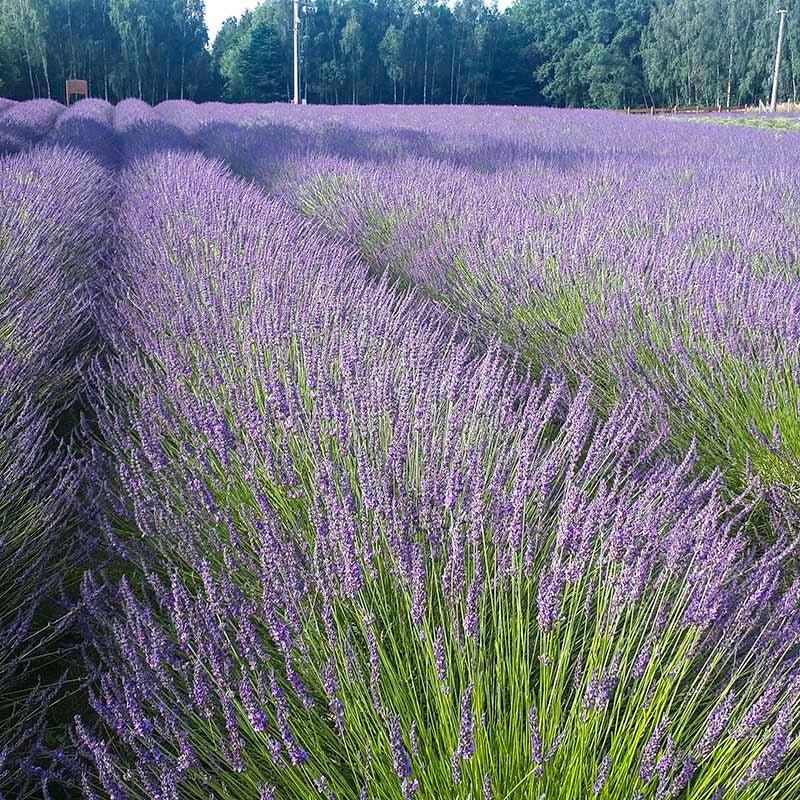 G394 Lavandula X Intermedia 'phenomenal' - View 3 from www redcrocus com