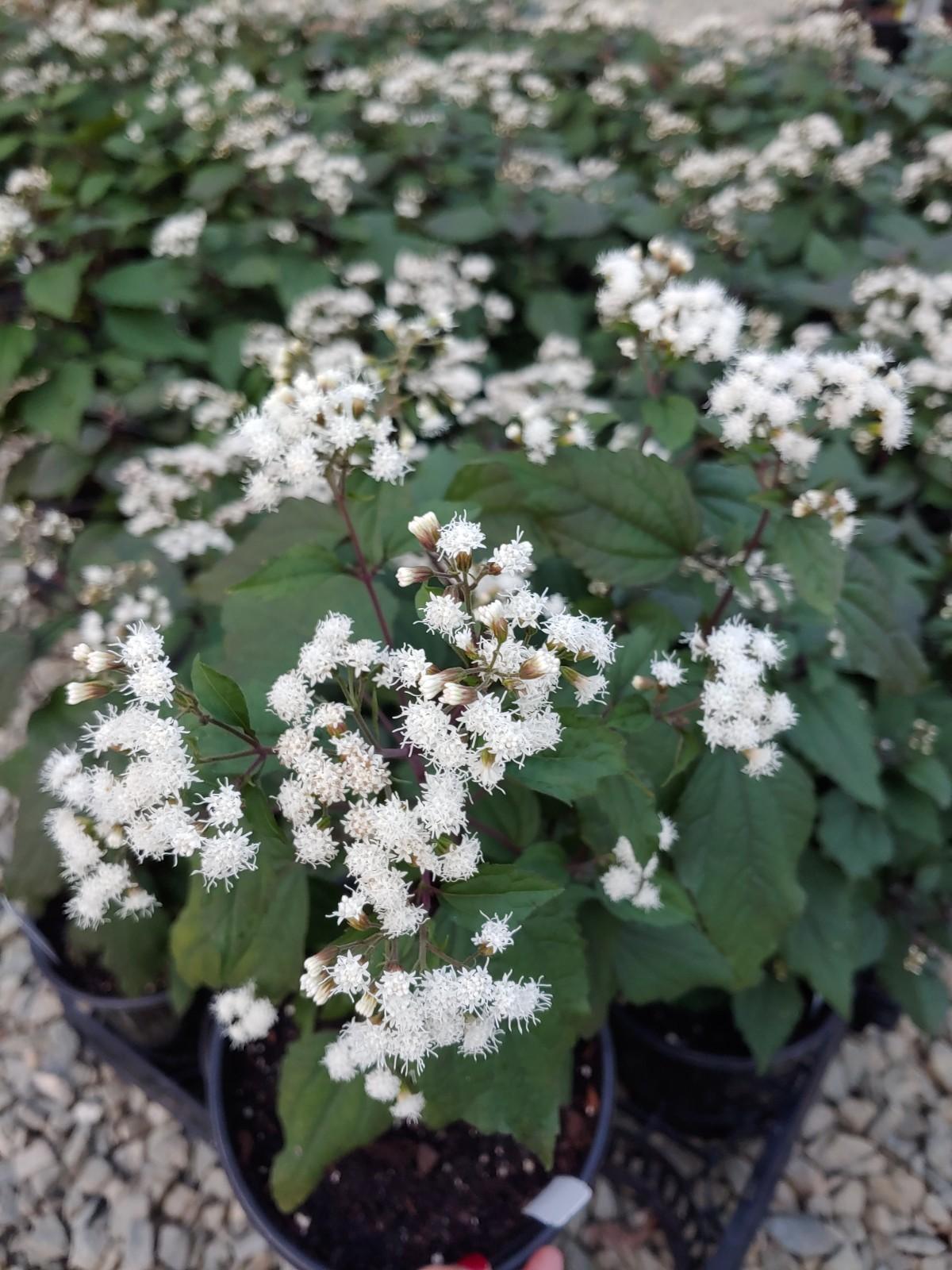 G429 Eupatorium Rugosum Chocolate - View 10 from www redcrocus com