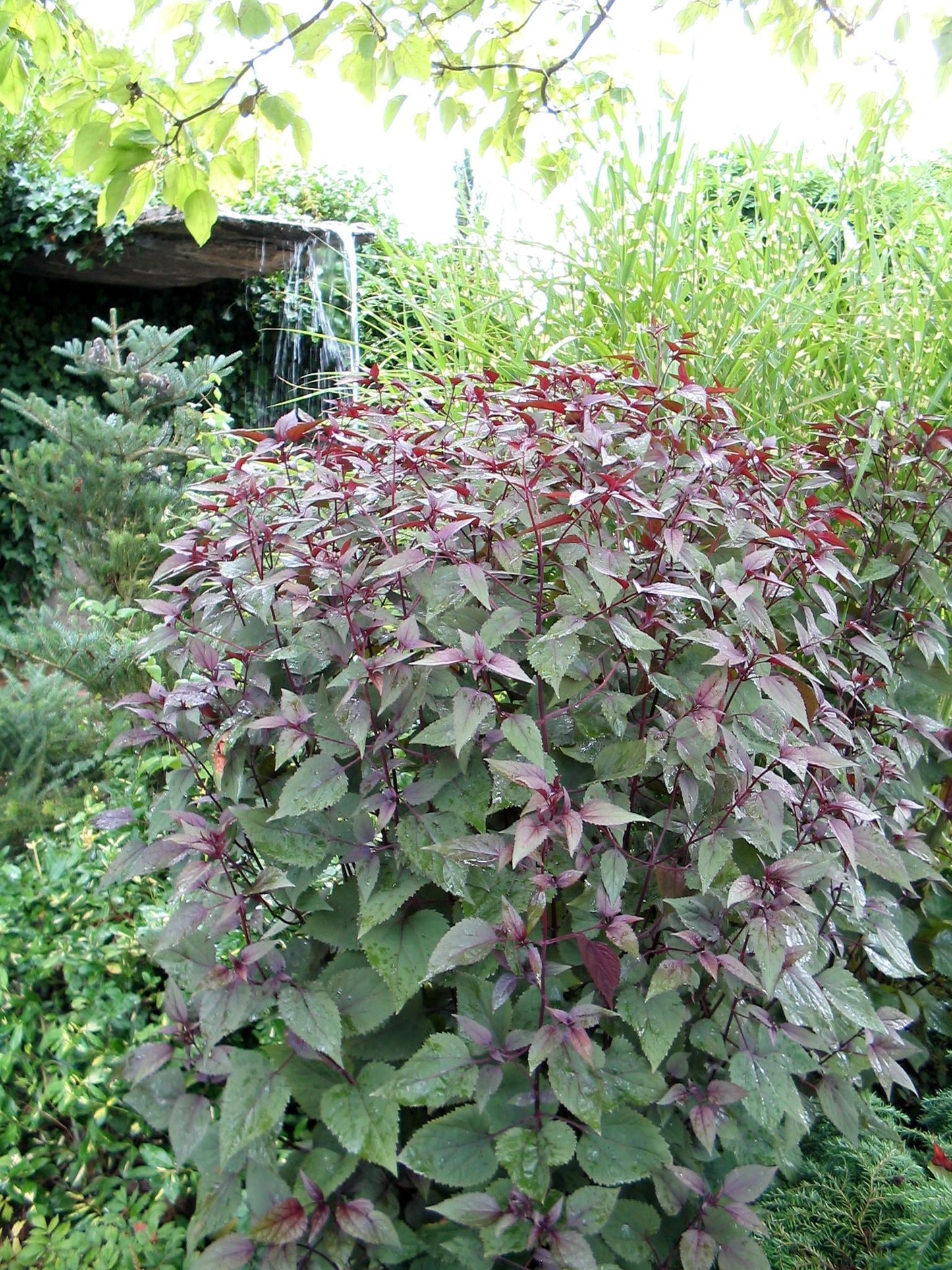 G429 Eupatorium Rugosum Chocolate - View 5 from www redcrocus com