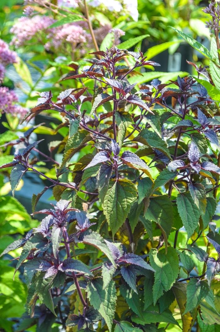 G429 Eupatorium Rugosum Chocolate - View 8 from www redcrocus com