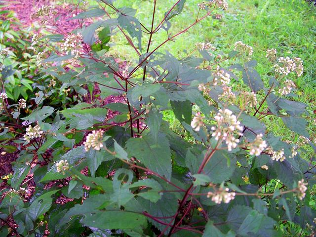 G429 Eupatorium Rugosum Chocolate - View 9 from www redcrocus com