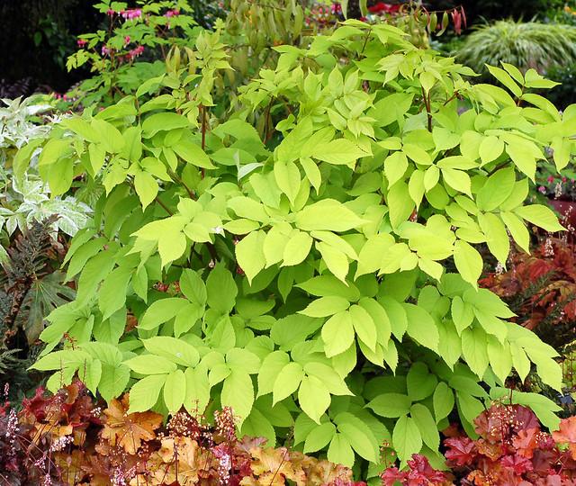 G502 Aralia Cordata Sun King - View 10 from www redcrocus com