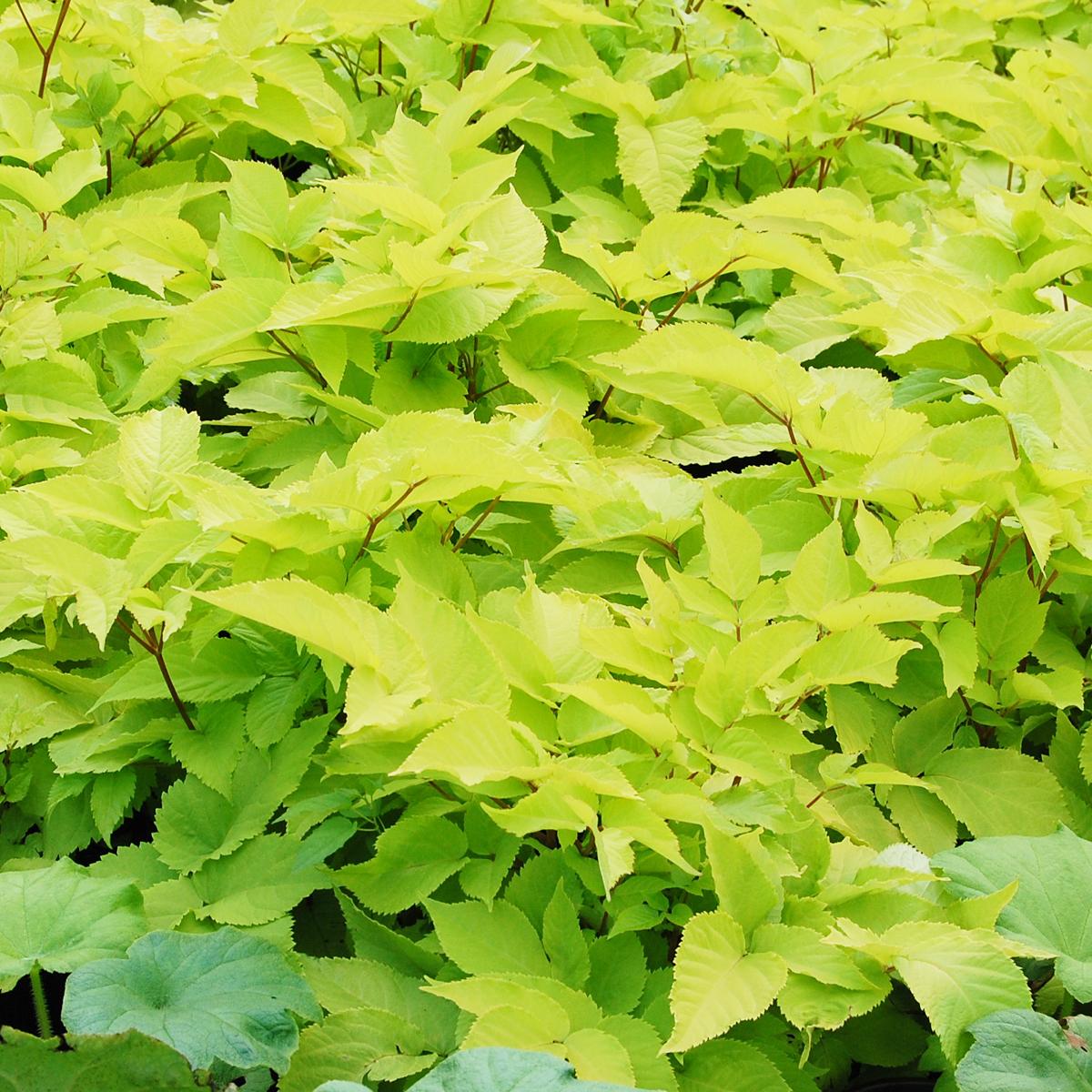 G502 Aralia Cordata Sun King - View 11 from www redcrocus com