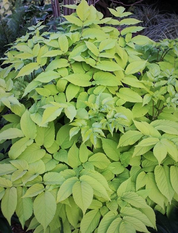 G502 Aralia Cordata Sun King - View 12 from www redcrocus com