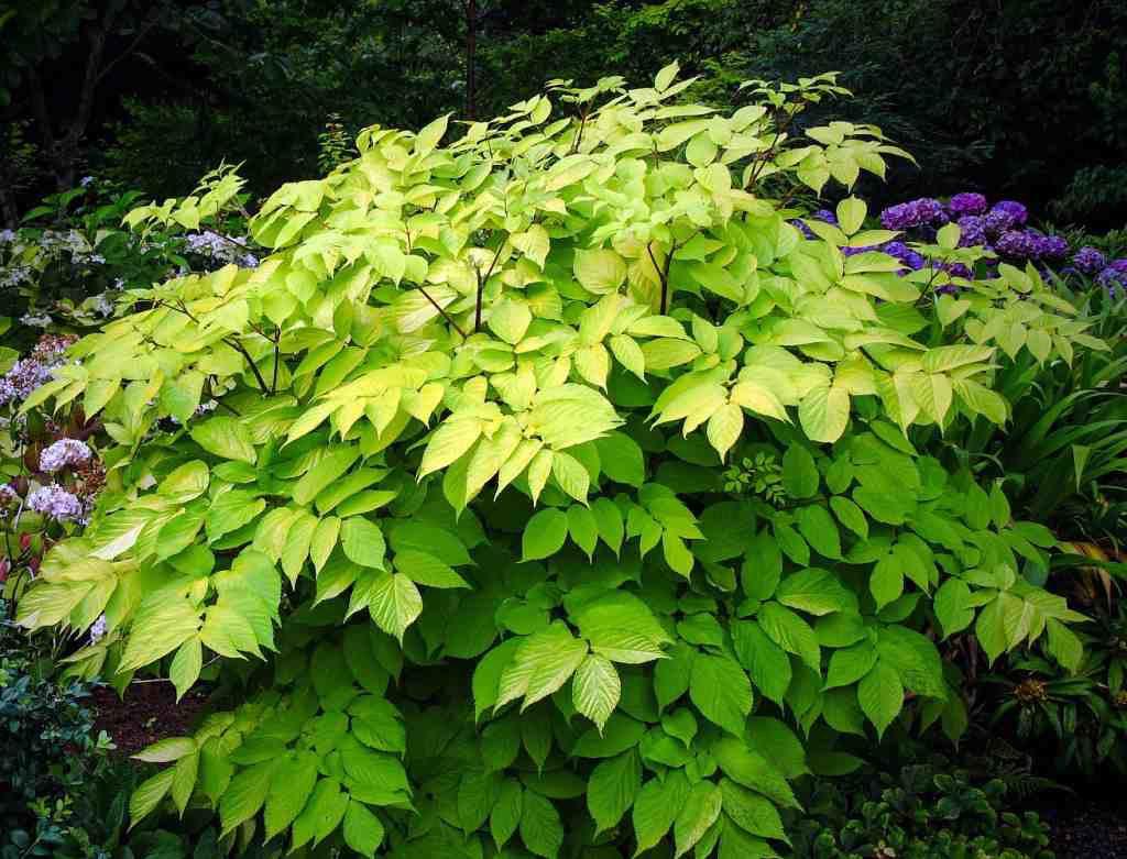G502 Aralia Cordata Sun King - View 13 from www redcrocus com