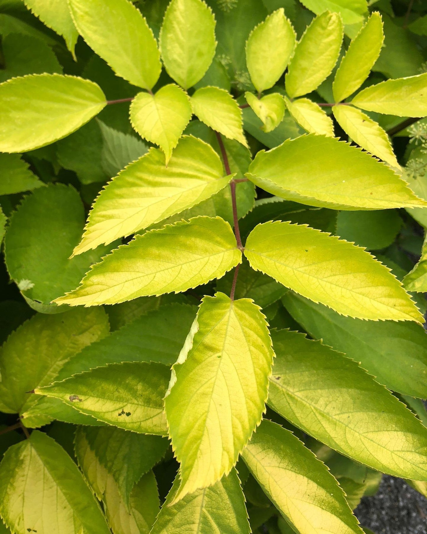 G502 Aralia Cordata Sun King - View 14 from www redcrocus com