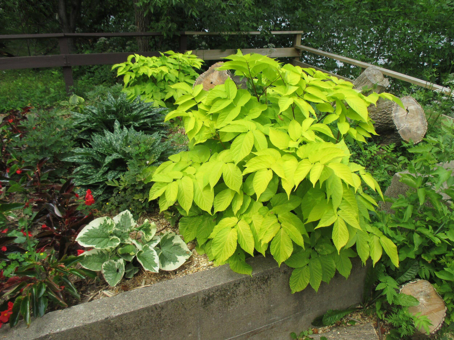 G502 Aralia Cordata Sun King - View 15 from www redcrocus com