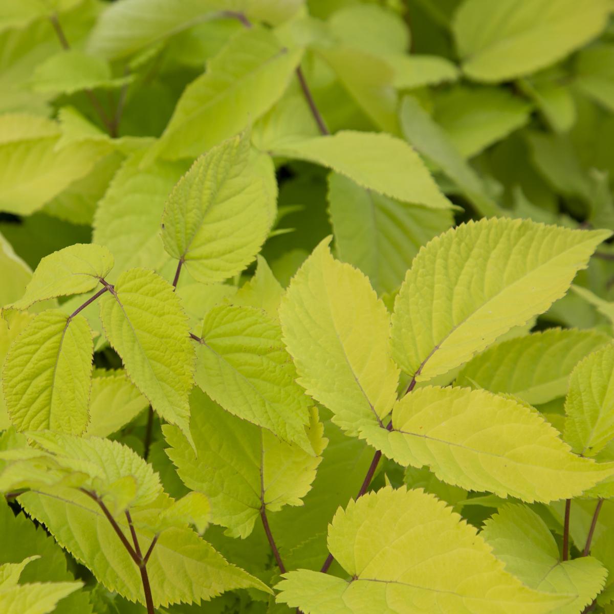 G502 Aralia Cordata Sun King - View 16 from www redcrocus com