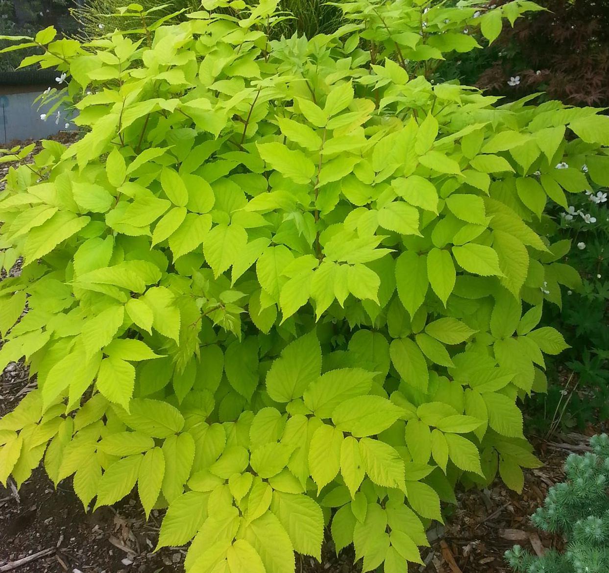 G502 Aralia Cordata Sun King - View 17 from www redcrocus com