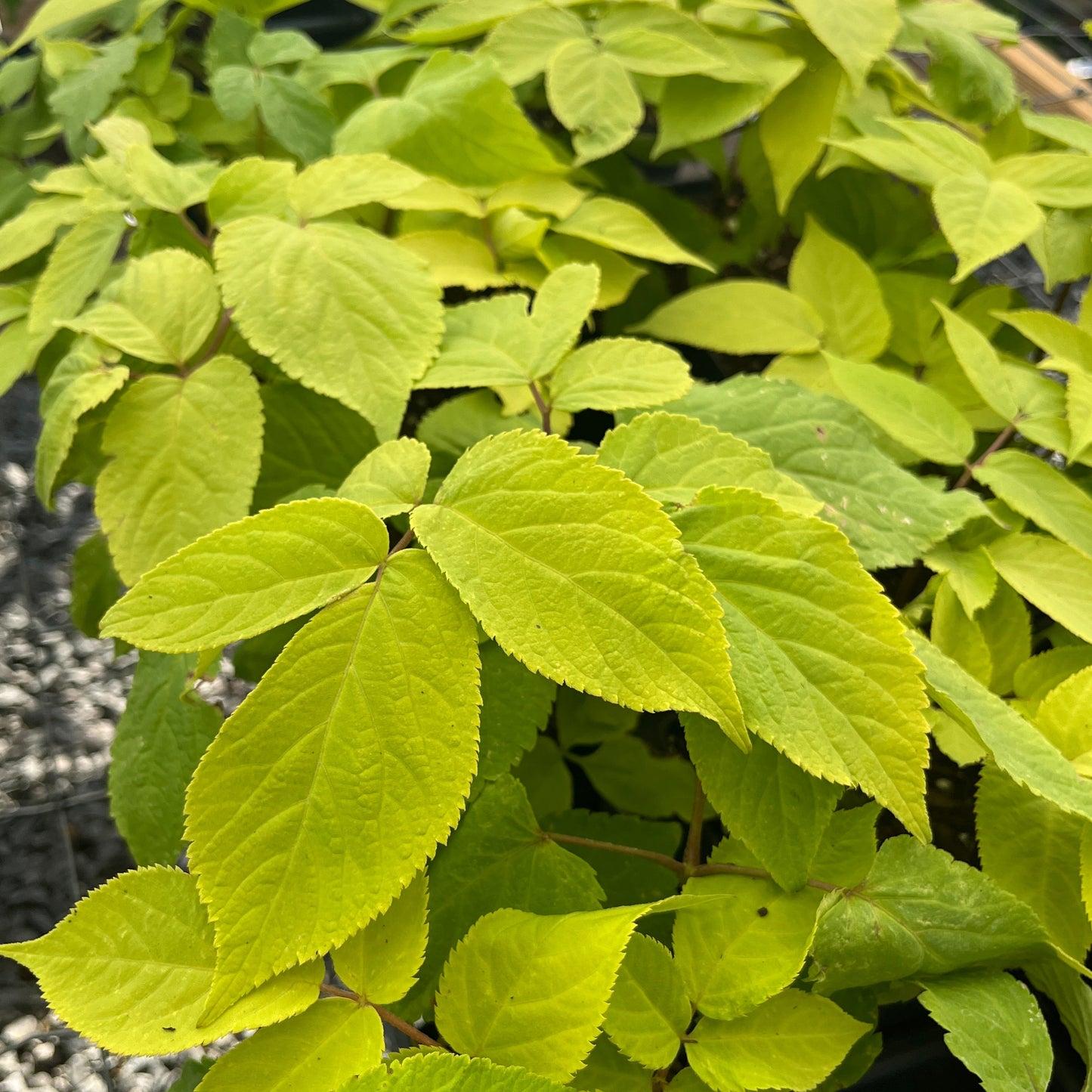 G502 Aralia Cordata Sun King - View 18 from www redcrocus com