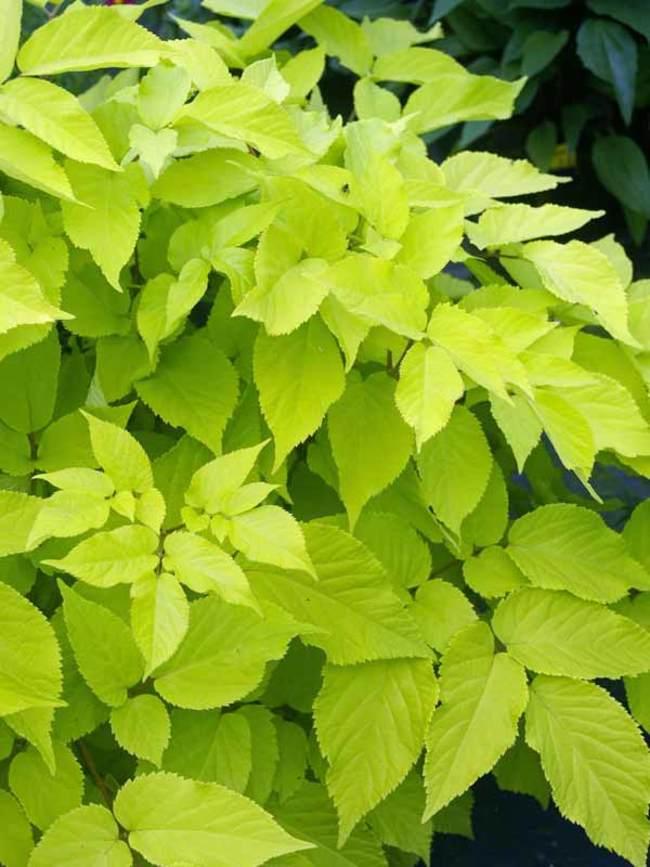 G502 Aralia Cordata Sun King - View 19 from www redcrocus com