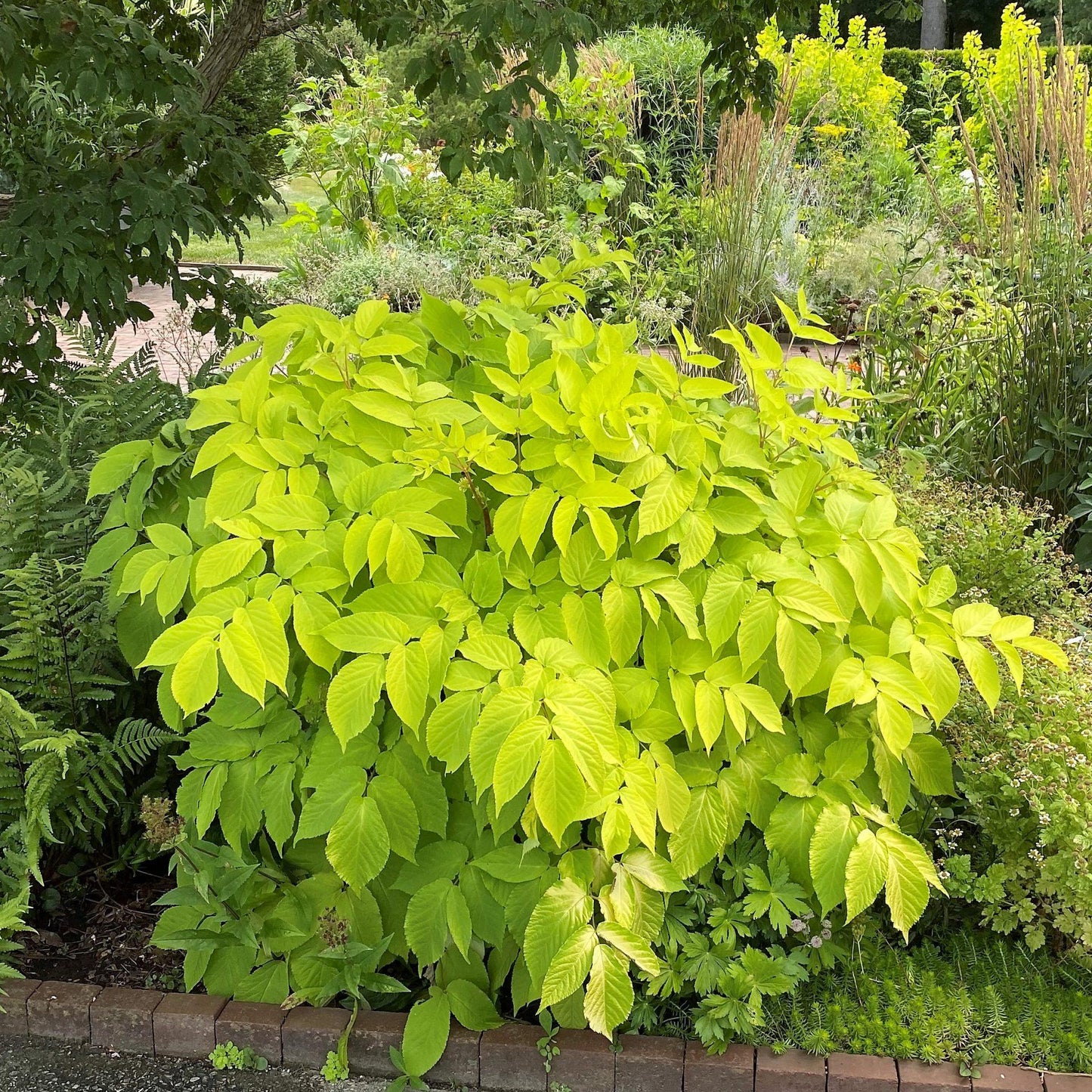 G502 Aralia Cordata Sun King - View 2 from www redcrocus com
