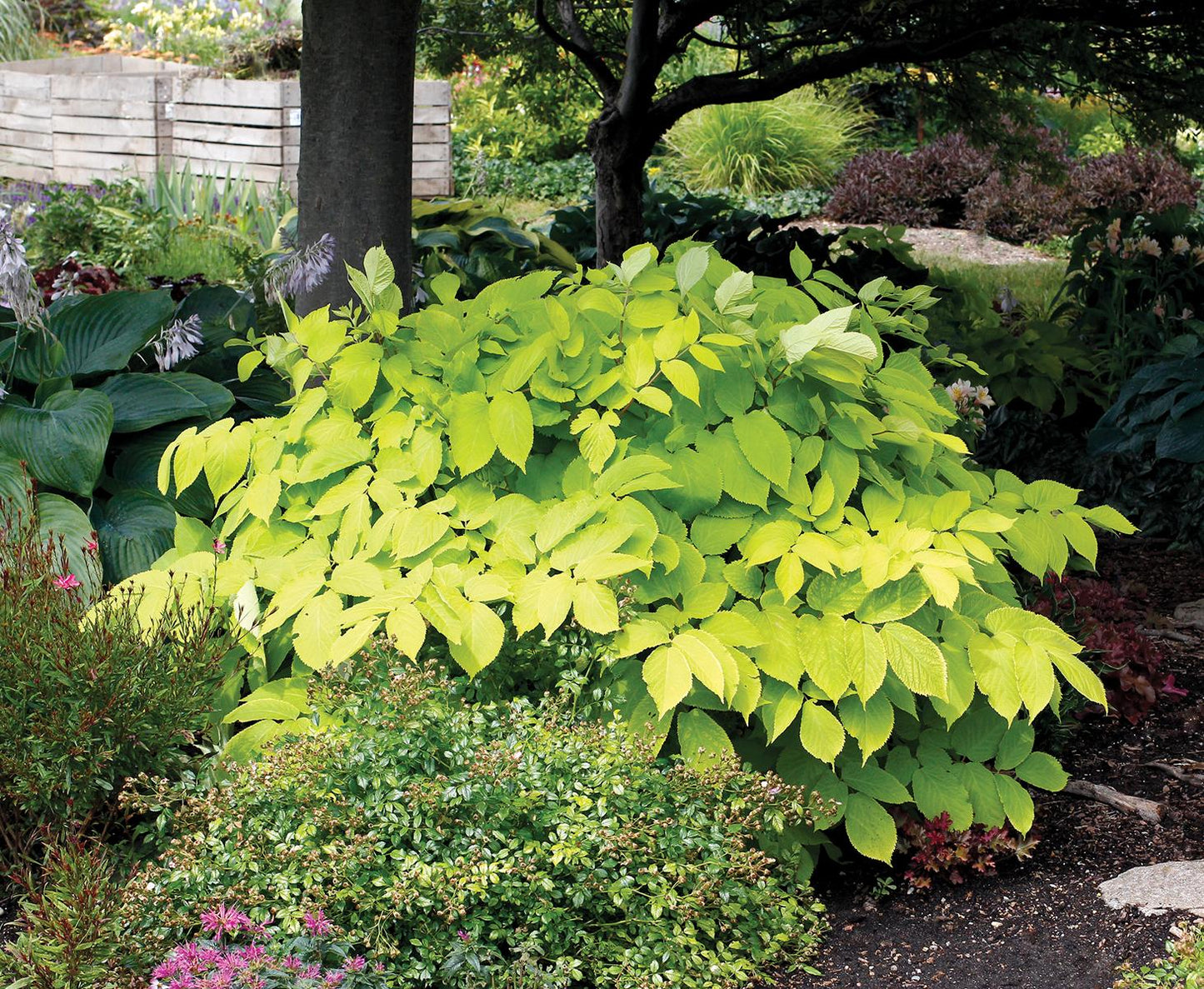 G502 Aralia Cordata Sun King - View 3 from www redcrocus com