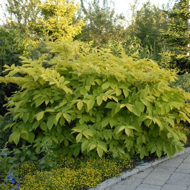 G502 Aralia Cordata Sun King - View 4 from www redcrocus com