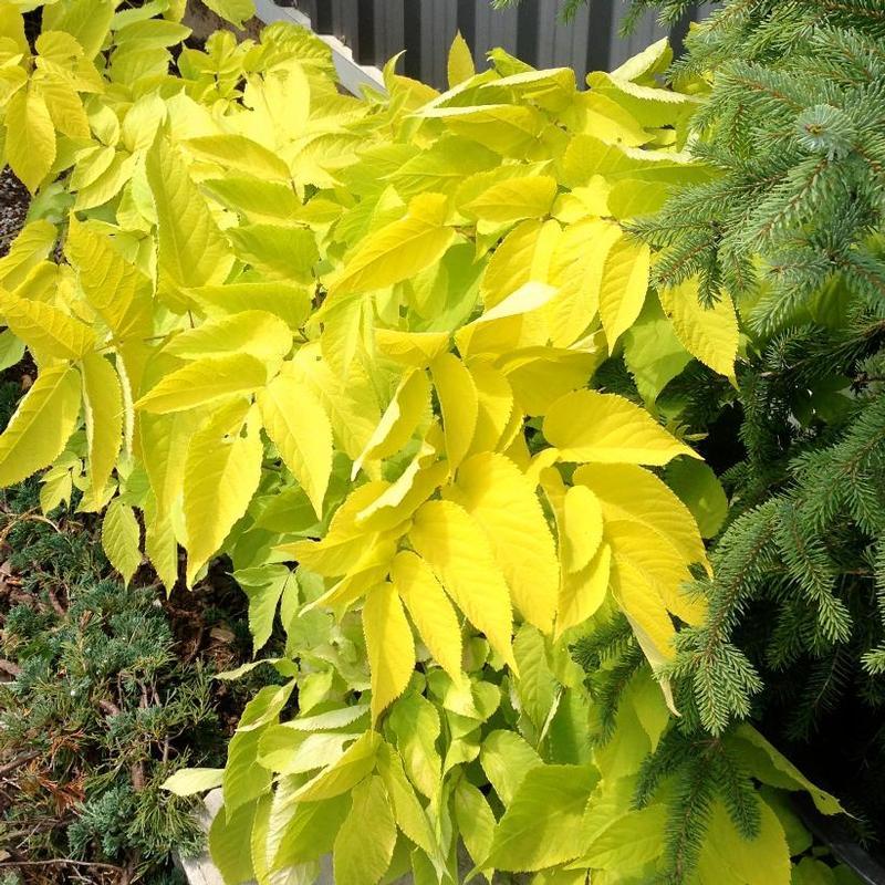 G502 Aralia Cordata Sun King - View 5 from www redcrocus com