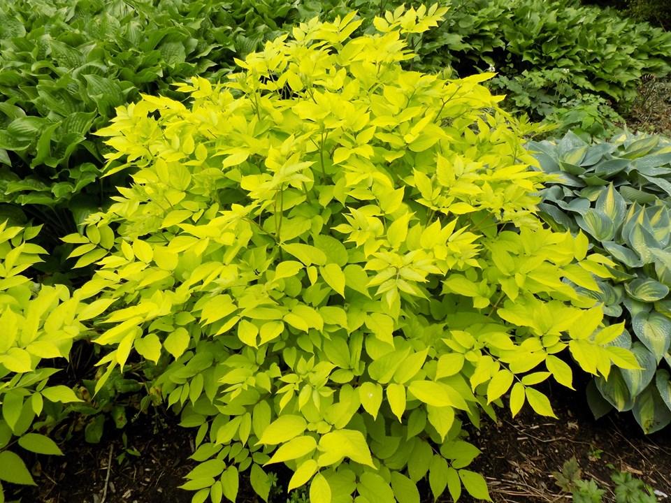 G502 Aralia Cordata Sun King - View 6 from www redcrocus com