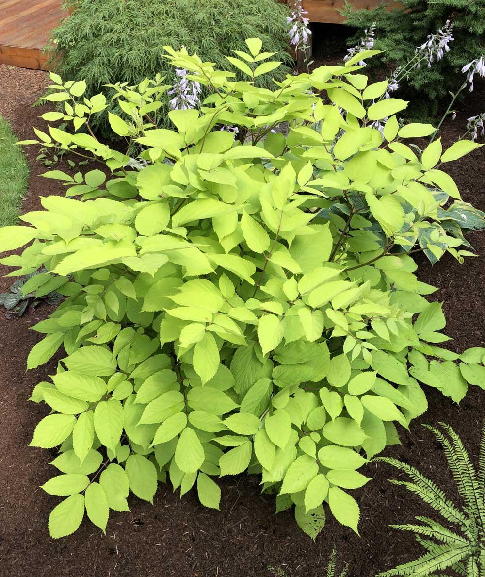 G502 Aralia Cordata Sun King - View 7 from www redcrocus com