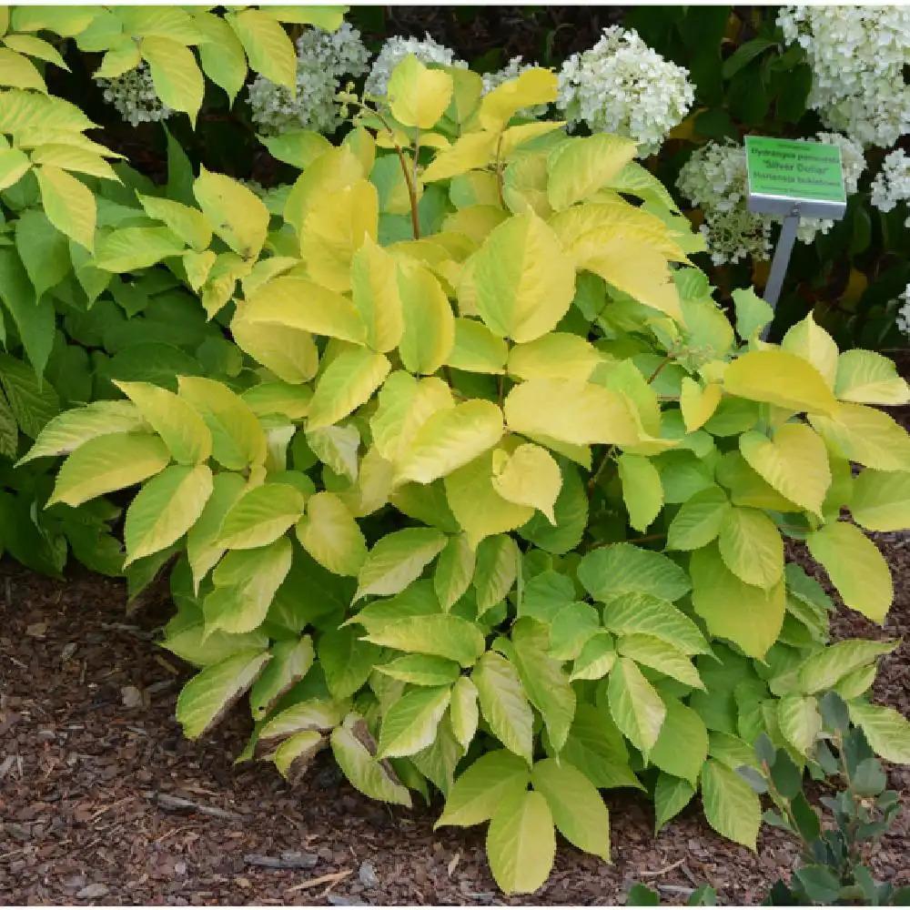 G502 Aralia Cordata Sun King - View 8 from www redcrocus com