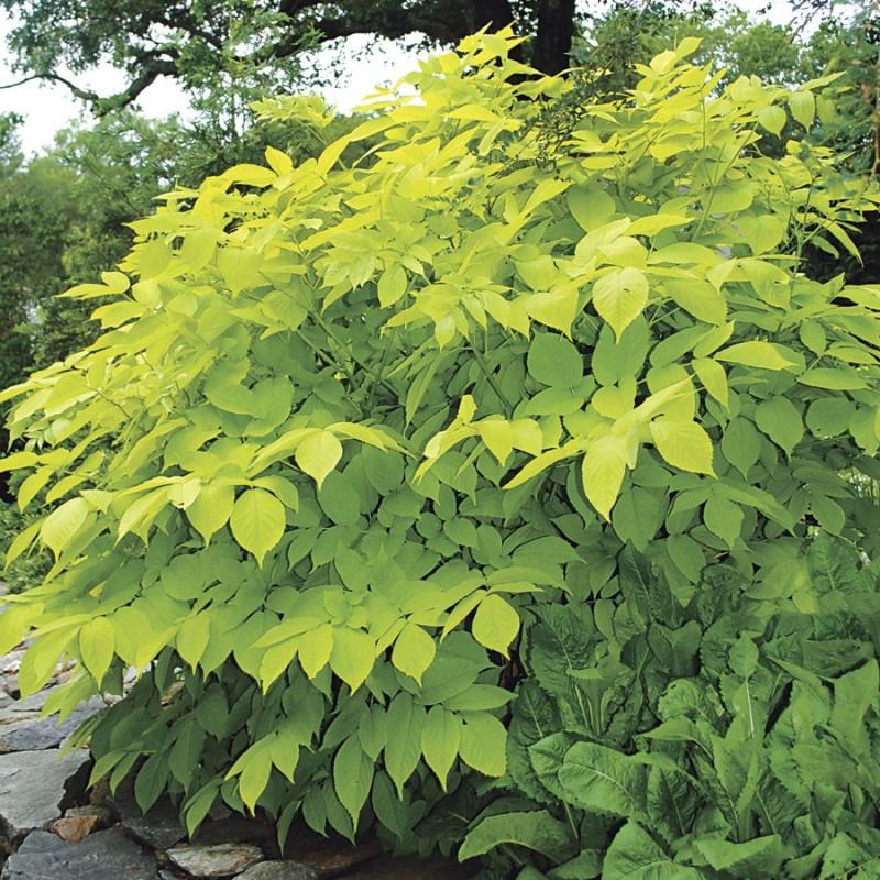 G502 Aralia Cordata Sun King - View 9 from www redcrocus com