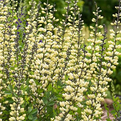 G584 Baptisia 'decadence Vanilla Cream' - View 23 from www redcrocus com