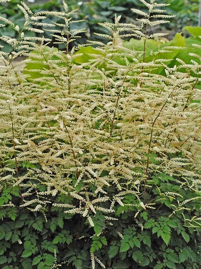 G653 Aruncus Misty Lace - View 10 from www redcrocus com