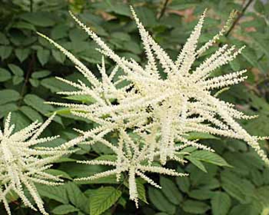G653 Aruncus Misty Lace - View 13 from www redcrocus com