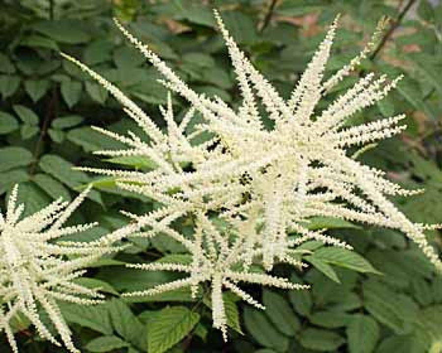 G653 Aruncus Misty Lace - View 14 from www redcrocus com