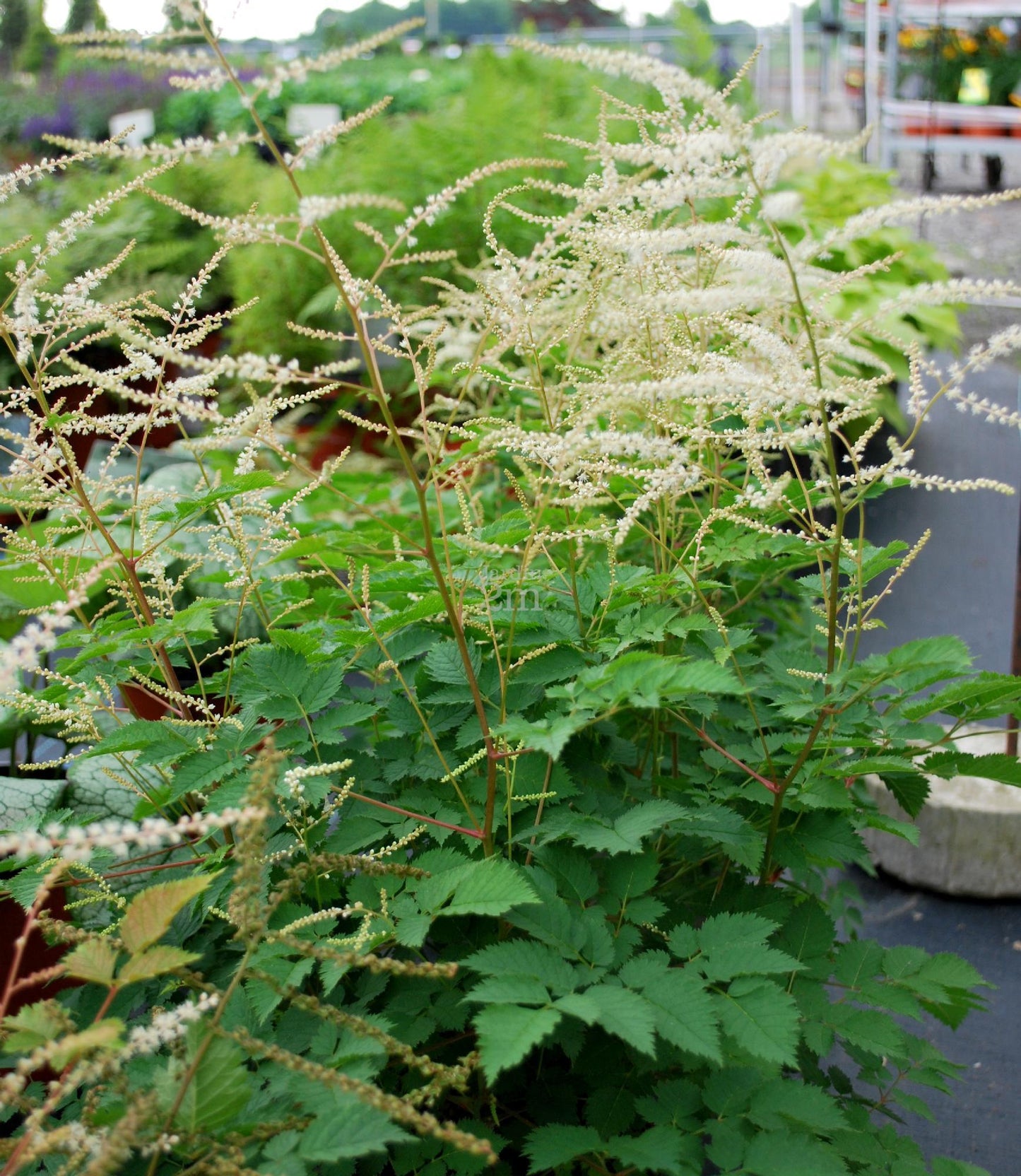 G653 Aruncus Misty Lace - View 15 from www redcrocus com